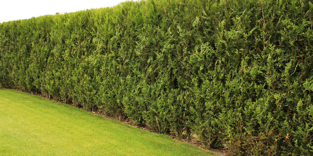 Freshly,Cut,Grass,And,Decorative,Trimmed,Hedge,In,A,Well