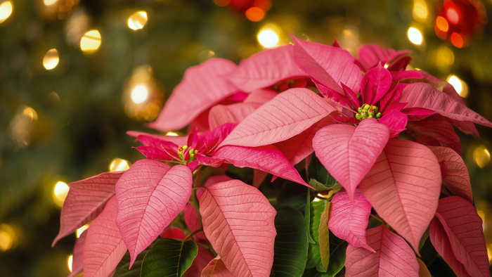 flores-de-navidad flores-de-navidad